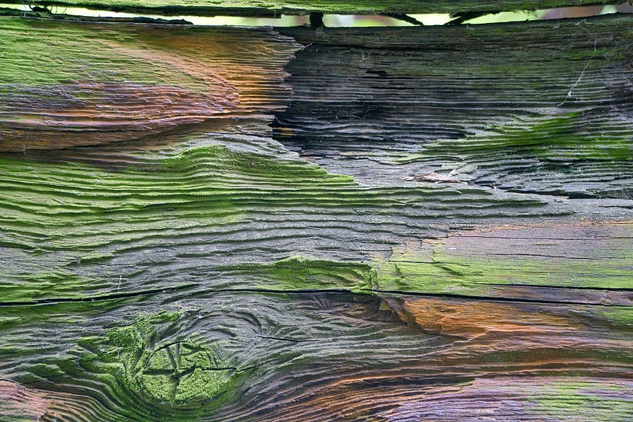 arrencada, vaixell, kahn, vell, fusta, vell, fusta, malalt, trencat, müritz, fons, resistent, textura, resum, patró, marc complet, cap gent, color verd, naturalesa, dia, primer pla, a l'aire lliure, bellesa a la natura, planta, capes, multicolor, escena no urbana, sòlid, escenics - natura, creixement, patró natural, aigua, 5K