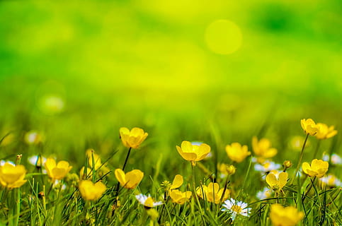 shallow, focus photography, yellow, flower field, spring, background, flower, field, meadow, easter, gardening, garden, abstract, focus, design, colorful, wallpaper, defocus, soft, foliage, natural, park, lawn, day, concept, leaf, bright, sunny, summer, light, sun, herbs, daisy, flowering plant, plant, freshness, beauty in nature, land, selective focus, fragility, green color, grass, nature, springtime, growth, vulnerability, plain, flower head, no people, outdoors, flowerbed, softness, 1080P, CC0, public domain, royalty free