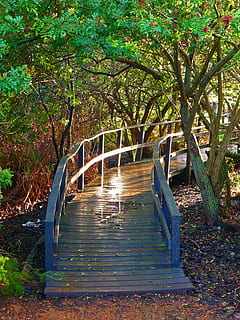 tømme, tre, pathway, hårlokk, bro, skog, solrefleksjon, trær, skogssti, speiling, natur, gangsti, utendørs, blad, park - mann gjort plass, anlegg, forbindelse, ingen folk, arkitektur, bro - menneskeskapte struktur, dag, vekst, retning, ro, land, rekkverk, veien forover, vann, bygget struktur, gangbru, kanal, 4K, CC0, offentlig domene, opphavsrett gratis