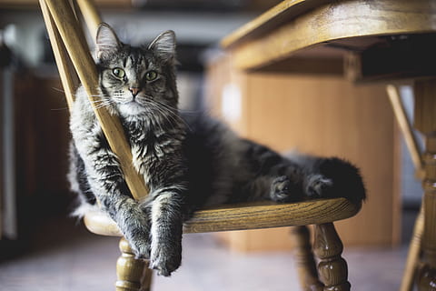 Marrone, soriano, gatto, di legno, sedia da windsor, grigio, dire bugie, sedia, bianca, Norweigian, gatto delle foreste, parroco, gatto domestico, animali domestici, animale, carina, pelliccia, mammifero, felino, seduta, analizzare, cercare, guardare, gattino, giovane animale, in casa, un animale, temi animali, nessuno, domestico, vertebrato, posto a sedere, concentrarsi sulle conoscenze acquisite, baffo, rilassamento, guardando lontano, interno di casa, 5K, CC0, dominio pubblico, privo di copyright