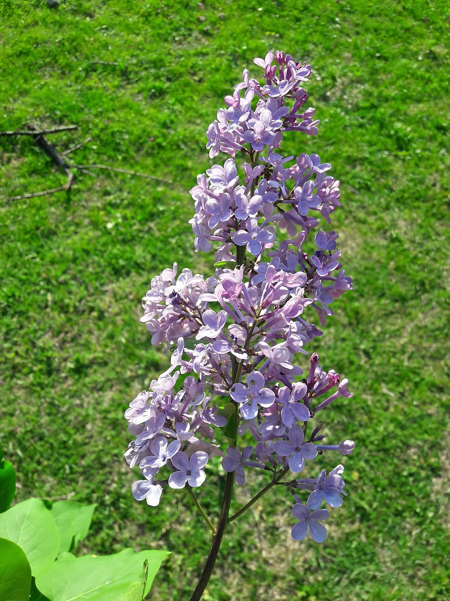 flors, primavera, verd, bonic, naturalesa, bonica foto, increïble flor, planta amb flors, flor, planta, fragilitat, creixement, frescor, bellesa a la natura, vulnerabilitat, primer pla, dia, cap gent, lila, pètal, botànica, arbre, porpra, centrar-se en primer pla, a l'aire lliure, cap de flor, Ram de flors, 2K