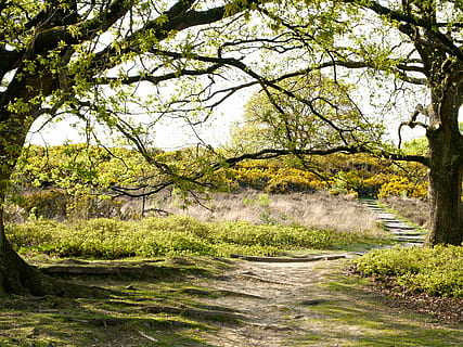 veluwe, bosc, arbres, arbre, naturalesa, Camí, la llum del dia, primavera, planta, tranquil·litat, creixement, bellesa a la natura, dia, cap gent, color verd, escena tranquil·la, escenics - natura, aigua, terra, branca, a l'aire lliure, sendera, direcció, llum solar, que flueix, 2K, CC0, domini públic, lliure de regalies