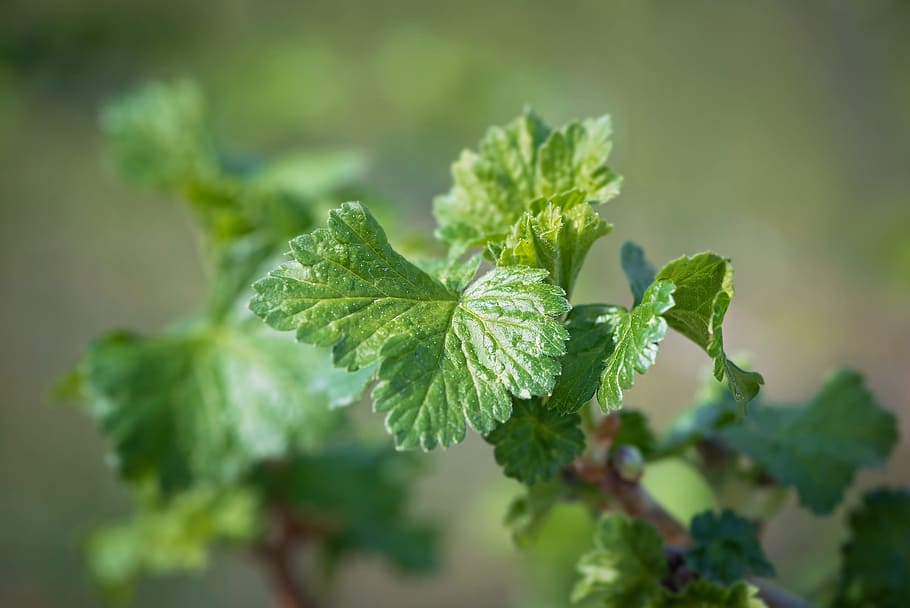le foglie, verde, motore, primavera, ribes, pianta, vicino, foglia, parte vegetale, colore verde, crescita, cibo e bevande, cibo, avvicinamento, bellezza nella natura, natura, nessuno, erba, giorno, freschezza, concentrarsi sulle conoscenze acquisite, foglia di menta - culinaria, messa a fuoco selettiva, all'aperto, luce del sole, mangiare sano, 2K