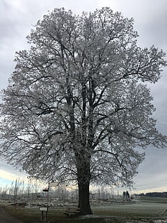 iced, copac, iarnă, plantă, cer, frumusețe în natură, natură, liniște, camp, ramură, nici o persoana, zi, peisaj, mediu inconjurator, o scenă liniștită, în aer liber, scenice - natura, creştere, teren, arbore gol, trunchi de copac, trompă, 4K, CC0, domeniu public, fără drepturi de autor