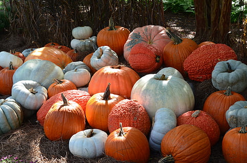 Jeruk, putih, labu, jatuh, halloween, dekorasi, musiman, jack-o-lantern, liburan, musim, sayur-mayur, tradisional, musim gugur, ucapan syukur, panen, makanan, matang, segar, ukiran, perayaan, bermain, memperlakukan, pai, makanan dan minuman, warna oranye, sekelompok besar objek, kesegaran, hari, makan sehat, menanam, tidak ada orang, pilihan, alam, variasi, di luar rumah, kelimpahan, kesejahteraan, bidang, 4K, CC0, domain publik, bebas royalti