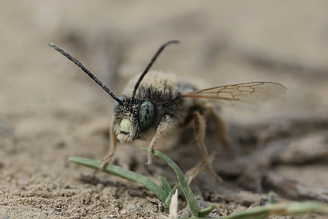 bi, vild, Insecta, jord, makro, dyre temaer, et dyr, insekt, hvirvelløse, dyr, dyreliv, dyr i naturen, tæt på, natur, selektiv fokusering, dyrefløj, dyr kropsdel, ingen mennesker, dag, udendørs, fokus på forgrunden, dyr antenne, fuld længde, dyr øje, 2K, CC0, offentligt domæne, royaltyfrie
