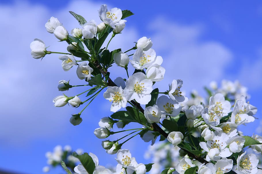 cirera d'ocells, cirera, cirera, cirerer, flor, arbre, flor, arbre, arbre amb flors, blanc, Color blanc, naturalesa, cap gent, blau, planta amb flors, planta, frescor, bellesa a la natura, fragilitat, vulnerabilitat, creixement, primer pla, pètal, cap de flor, primavera, centrar-se en primer pla, inflorescència, a l'aire lliure, flor de cirerer, suavitat, arranjament floral, Ram de flors, 4K