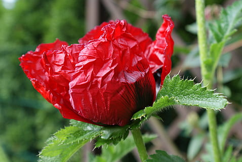 klatschmohn, smět, Červené, zranitelnost, detail, kvetoucí rostlina, křehkost, rostlina, květ, svěžest, okvětní lístek, krása v přírodě, květenství, rostlinné části, zaměřit se na popředí, list, růst, květu hlavy, den, Příroda, zelená barva, nikdo, venku, 4K, CC0, veřejná doména, bez autorských práv