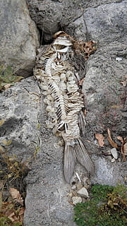 meer, dam, skelet, beenderen, natuur, solide, rots, dag, hoge hoekmening, rock - object, geen mensen, fabriek, boom, land-, groei, buitenshuis, boomstam, oud, ruw, dier, rotsformatie, dierenleven, getextureerde, 2K, CC0, publiek domein, royaltyvrij