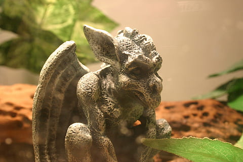 grå, Gargoyle Figur nærbillede foto, gargoyle, sten-, statue, gotisk, dæmon, uhyre, have, ornamental, dekoration, notre, dame, djævel, mytologisk, traditionel, skræmmende, dyr, Kunst og håndværk, repræsentation, skulptur, dyr repræsentation, fokus på forgrunden, tæt på, ingen mennesker, dyre temaer, natur, håndværk, dag, kreativitet, solid, udendørs, gammel, sollys, stenmateriale, arkitektur, 2K, CC0, offentligt domæne, royaltyfrie