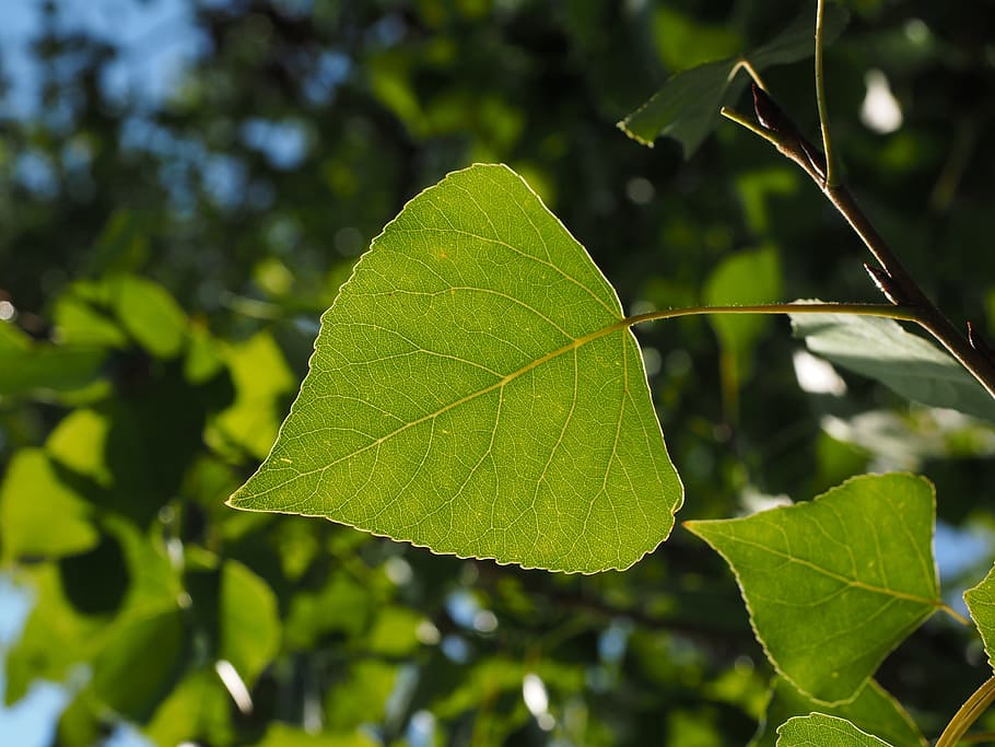 full, àlber, venes, arbre, fulla d'àlam, venes de les fulles, verd, naturalesa, en forma de cor, àlber negre, populus nigra, arbre de saar, populus, hivernacle de pasturatge, Salicàcies, color verd, primer pla, dia, planta, part de la planta, creixement, centrar-se en primer pla, bellesa a la natura, vena de la fulla, cap gent, a l'aire lliure, fulles, tranquil·litat, vulnerabilitat, llum solar, fragilitat, branca, 4K