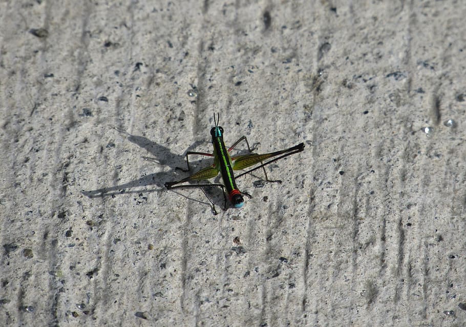 cricket, ombra, colors, insecte, sòl, verd, animals a la natura, fauna animal, temes d'animals, dia, un animal, animal, invertebrat, naturalesa, cap gent, a l'aire lliure, primer pla, terra, vista d’angle alt, funció de construcció de parets, material de fusta, llum solar, textura, enfocament selectiu, centrar-se en primer pla, 4K