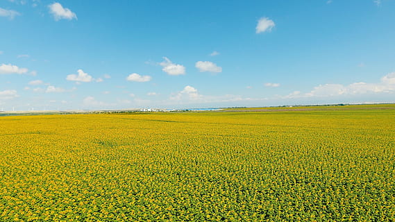 gira-sol, uav, cel, paisatge, terra, camp, bellesa a la natura, groc, medi ambient, escenics - natura, agricultura, flor, escena tranquil·la, escena rural, planta, núvol - cel, tranquil·litat, creixement, planta amb flors, naturalesa, cultiu, granja, cap gent, primavera, a l'aire lliure, llit de flors, 4K, CC0, domini públic, lliure de regalies