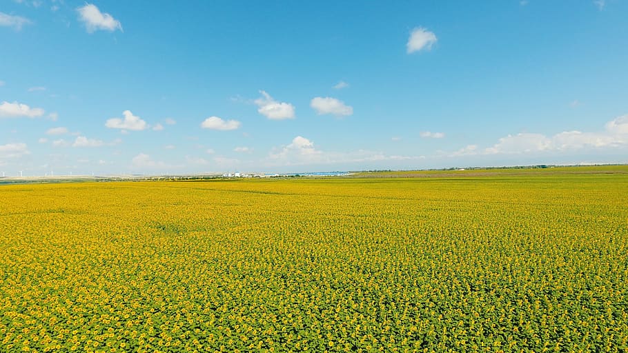 gira-sol, uav, cel, paisatge, terra, camp, bellesa a la natura, groc, medi ambient, escenics - natura, agricultura, flor, escena tranquil·la, escena rural, planta, núvol - cel, tranquil·litat, creixement, planta amb flors, naturalesa, cultiu, granja, cap gent, primavera, a l'aire lliure, llit de flors, 4K