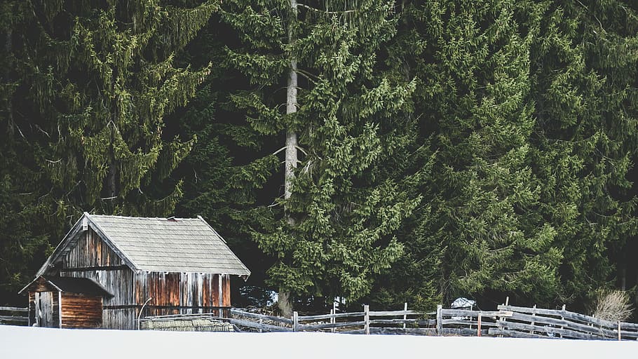 ranch ved siden av skogen, landskapsfoto, hytte, gjerde, trær, tre, skog, låve, skur, hus, bygning, snø, istapp, Logg, vinter, natur, bygget struktur, anlegg, arkitektur, bygge eksteriør, land, vekst, dag, kaldtemperatur, grønn farge, ingen folk, skjønnhet i naturen, utendørs, 5K