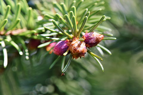 fyrgren, motor, nåle, afdeling, gran, natur, nåletræ gren, Periwinkle, nåletræ, nål gren, plante, vækst, tæt på, grøn farve, friskhed, skønhed i naturen, ingen mennesker, mad og drikke, blomst, mad, fokus på forgrunden, dag, blomstrende plante, udendørs, blad, plante del, lilla, selektiv fokusering, sund kost, fyrretræ, 5K, CC0, offentligt domæne, royaltyfrie