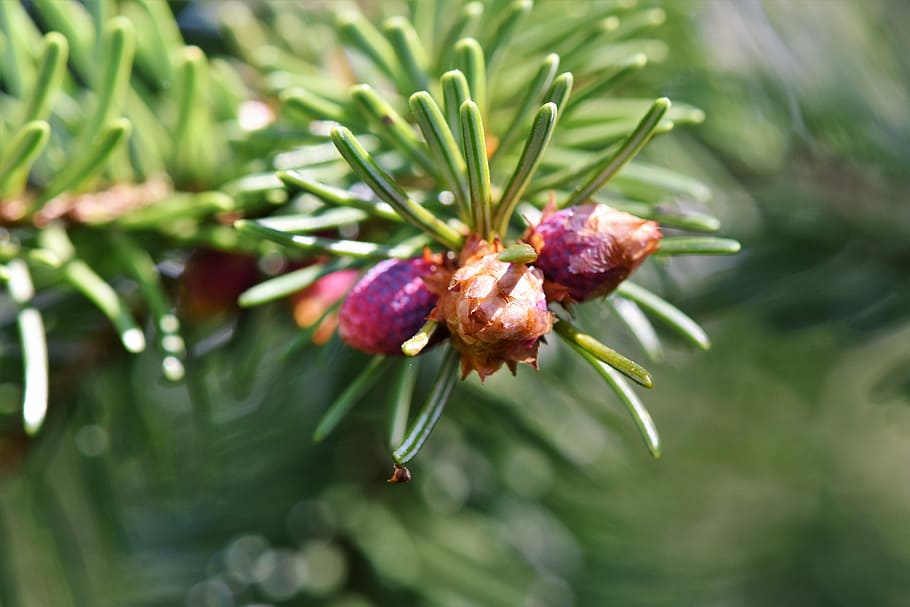 fyrgren, motor, nåle, afdeling, gran, natur, nåletræ gren, Periwinkle, nåletræ, nål gren, plante, vækst, tæt på, grøn farve, friskhed, skønhed i naturen, ingen mennesker, mad og drikke, blomst, mad, fokus på forgrunden, dag, blomstrende plante, udendørs, blad, plante del, lilla, selektiv fokusering, sund kost, fyrretræ, 5K