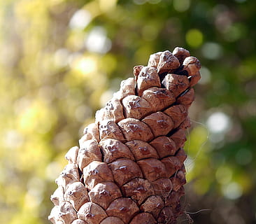 pinecone, konuss, priede, koks, brūna, skujkoku, sēklas, tuvplāns, koncentrēties uz jaunajām zināšanām, dienā, raksturs, nav cilvēku, modeli, priežu konuss, augu, saules gaisma, ārā, izaugsmi, dabisks modelis, teksturēta, mežs, skaistums dabā, zeme, selektīvu fokusu, filiāle, dabiskais stāvoklis, skujkoku koks, 1080P, CC0, publiskais domēns, bez atlīdzības