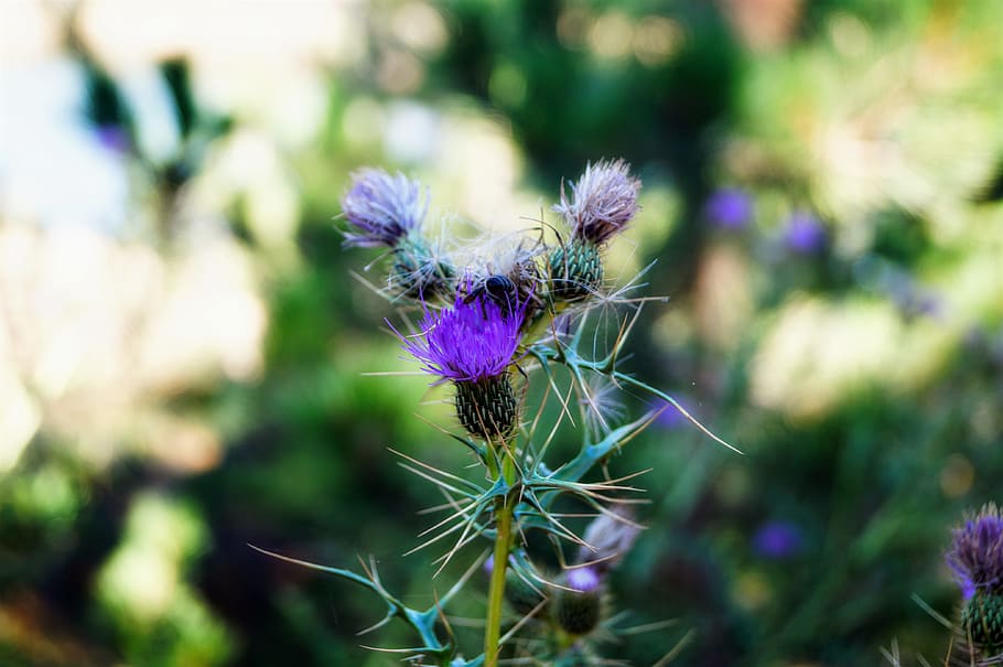 campament, naturalesa, mount, porpra, planta, flor, planta amb flors, fragilitat, vulnerabilitat, bellesa a la natura, primer pla, card, frescor, centrar-se en primer pla, creixement, cap de flor, dia, inflorescència, cap gent, a l'aire lliure, flors silvestres, sense cultiu, espígol, primavera, 4K