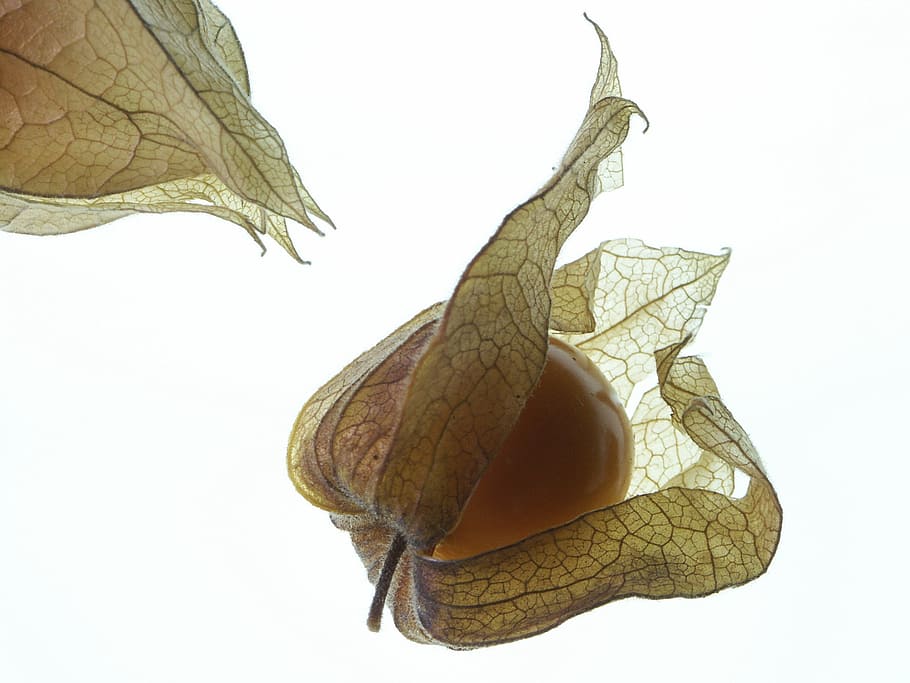 physalis, taronja, marró, macro, fruita, fons blanc, part de la planta, full, tir de l'estudi, primer pla, cap gent, a l'interior, naturalesa, sec, planta, fragilitat, tallar, vulnerabilitat, natura morta, vena de la fulla, bellesa a la natura, còpia espai, alimentació saludable, menjar, cirera d’hivern, fulles, condició natural, 2K