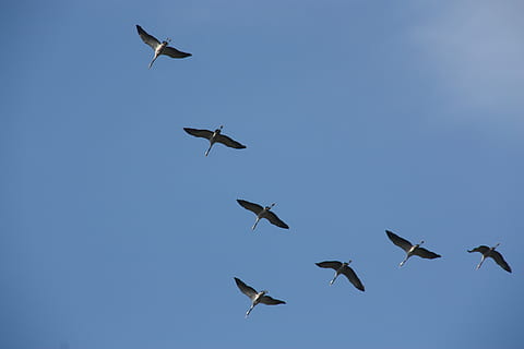 Kran, Vogel, fliegen, fliegend, Blau, Tiere in freier Wildbahn, Tierthemen, Himmel, Gruppe von Tieren, Natur, Tier, keine Leute, Tierkörperteil, Tierwelt, Wirbeltier, Militär-, klarer Himmel, Transport, in der Luft, Luftfahrzeug, unterwegs, draußen, 4K, CC0, gemeinfrei, lizenzfrei