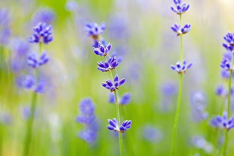 lilane Blumen, unscharfer Hintergrund, blühen, schließen, Flora, Blumen-, Blume, frisch, Garten, Grün, Natur, Pflanze, lila, geringe schärfentiefe, Frühling, beschwingt, blühende Pflanze, Frische, Schönheit in der Natur, Zerbrechlichkeit, Verletzlichkeit, Nahansicht, Wachstum, Lavendel, keine Leute, Blütenblatt, selektiver Fokus, Blütenkopf, Blütenstand, Feld, Blau, Tierthemen, draußen, klein, Weichheit, 5K, CC0, gemeinfrei, lizenzfrei