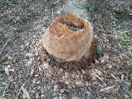castoro, lavoro, ceppo, cono, patatine fritte, rosicchiare, nager, casi, albero, conservazione della natura, reno superiore, diga, costruzione di dighe, dente, appuntito, affilato, natura, terra, campo, foresta, nessuno, giorno, vista dall'alto, pianta, la deforestazione, legno - materiale, avvicinamento, legna, all'aperto, legname, tronco d'albero, Marrone, abbaiare, industria del legname, 4K, CC0, dominio pubblico, privo di copyright