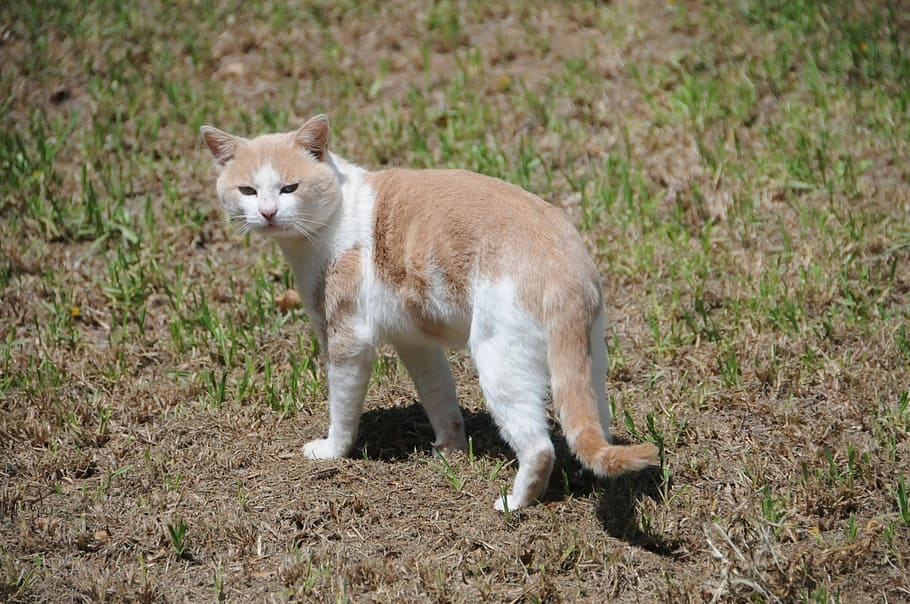 Katze, Kätzchen, Haustier, Ingwer, draußen, Tierthemen, Tier, Säugetier, ein Tier, inländisch, Haustiere, Wirbeltier, Feld, Land, Natur, Tierwelt, keine Leute, Gras, Tiere in freier Wildbahn, Porträt, Stehen, Tag, Kamera betrachten, in voller Länge, Whisker, 1080P