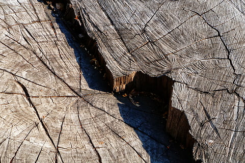 teksturer, træ, bark, bagagerum, natur, Skov, dendocronología, gamle træ, revner, tør, ingen mennesker, rock formation, tekstureret, klippe, ru, dag, geologi, rock-objekt, mønster, fysisk geografi, skønhed i naturen, ro, udendørs, sollys, solid, træ - materiale, naturligt mønster, tæt på, eroderet, 5K, CC0, offentligt domæne, royaltyfrie