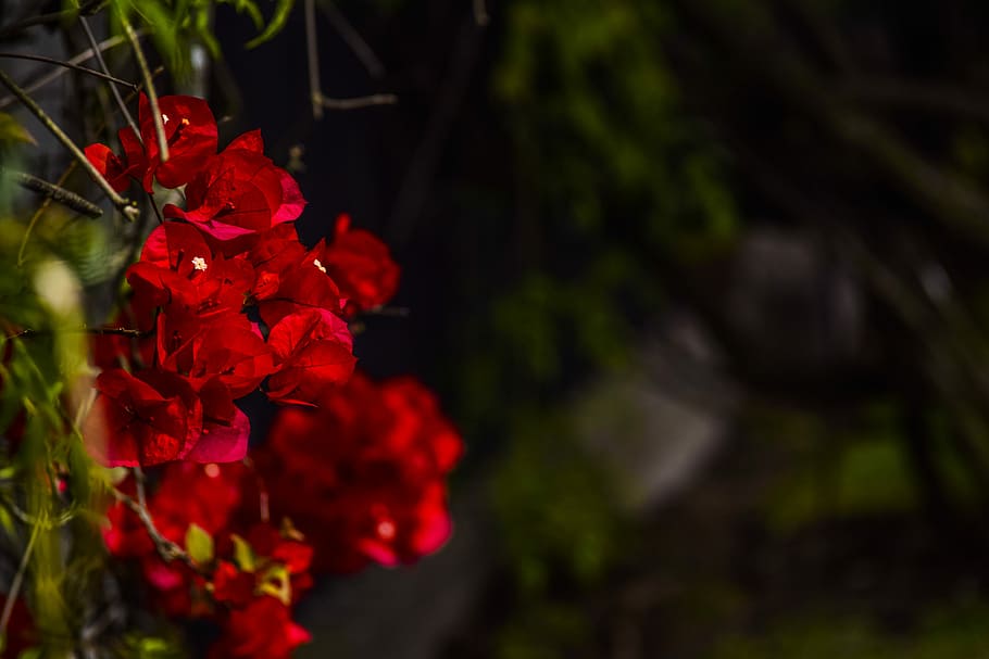 fiori, flora, primavera, grappolo, rosso, verde, fiore, pianta, crescita, natura, nessuno, pianta fiorita, bellezza nella natura, freschezza, fragilità, vulnerabilità, avvicinamento, petalo, concentrarsi sulle conoscenze acquisite, infiorescenza, testa di fiore, messa a fuoco selettiva, giorno, all'aperto, un mazzo di fiori, composizione floreale, 5K