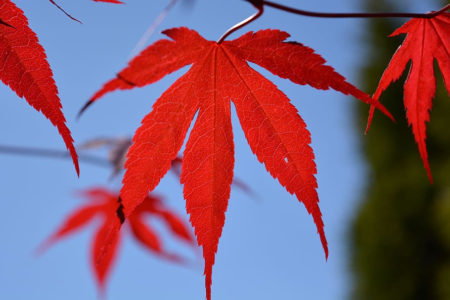 sang, fulla d'auró, vermell, arbre, auró de sang, maple, full, vermell, arbre, fulles, naturalesa, color, fulles d'auró vermelles, colorit, arce vermell, finals d’estiu, primer pla, penjant, cap gent, planta, bellesa a la natura, creixement, part de la planta, centrar-se en primer pla, dia, vulnerabilitat, canvi, fragilitat, enfocament selectiu, tardor, a l'aire lliure, branca, frescor, condició natural, 5K