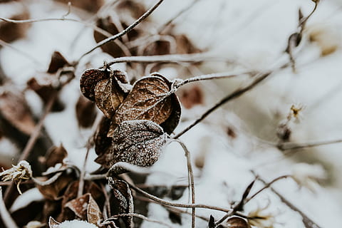 nevoso, alberi, primi piani, avvicinamento, le foglie, albero, pino, ramoscello, ramo, brina, inverno, freddo, la neve, natura, Marrone, stagione, foresta, all'aperto, freddo - temperatura, temperatura fredda, fauna selvatica, concentrarsi sulle conoscenze acquisite, asciutto, nessuno, pianta, bellezza nella natura, vulnerabilità, giorno, fragilità, pianta essiccata, crescita, messa a fuoco selettiva, pianta morta, pianta appassita, secco, 5K, CC0, dominio pubblico, privo di copyright