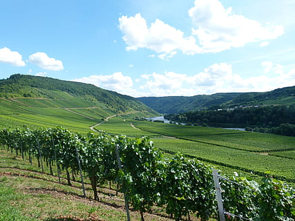 Weinberg, Wein, Winzer, Zelle, Borke, Landschaft, das moseltal, Briedel, Himmel, Szenen - Natur, ruhige Szene, Schönheit in der Natur, wolke - himmel, Ruhe, grüne Farbe, Land, Umgebung, Wachstum, Feld, Pflanze, Landwirtschaft, Natur, Tag, ländliche Szene, Bauernhof, Berg, idyllisch, keine Leute, draußen, Plantage, Wein machen, 4K, CC0, gemeinfrei, lizenzfrei