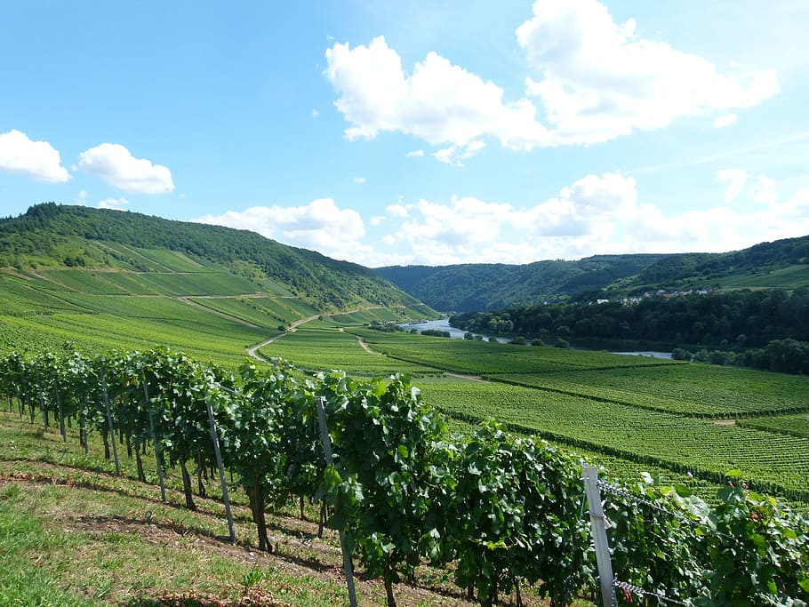vigneto, vino, enologo, cellula, abbaiare, paesaggio, la valle delle moselle, Briedel, cielo, scenics - natura, scena tranquilla, bellezza nella natura, nuvola - cielo, la tranquillità, colore verde, terra, ambiente, crescita, campo, pianta, agricoltura, natura, giorno, scena rurale, azienda agricola, montagna, idilliaco, nessuno, all'aperto, piantagione, vinificazione, 4K