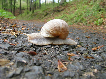 salyangoz, orman yolu, yavaşça, bir hayvan, doğa, hayvan temaları, karındanbacaklı, vahşi hayvanlar, açık havada, gün, hayvan yaban hayatı, insansız, yumuşakça, kapatmak, hayvan, kabuk, arazi, omurgasız, ağaç, seçici odak, hayvan kabuğu, Yaprak, bitki bölümü, yüzey seviyesi, 2K, CC0, kamu malı, telif ücretsiz