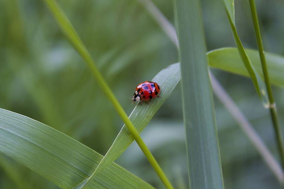 marieta, naturalesa, error, macro, insecte, animals a la natura, un animal, temes d'animals, vermell, fauna animal, animal, invertebrat, planta, escarabat, centrar-se en primer pla, color verd, primer pla, full, part de la planta, cap gent, dia, herba, petit, fulla d'herba, 4K