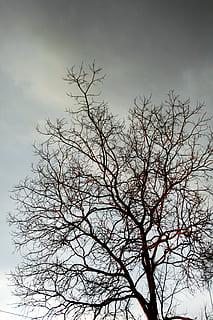 auf das Wesentliche beschränkt, Baum, Geäst, Zweige, kahl, grau, Winter, Himmel, trostlos, wolkig, kahler Baum, Ast, Flachwinkelansicht, Pflanze, keine Leute, wolke - himmel, Natur, Schönheit in der Natur, Silhouette, Ruhe, draußen, Wachstum, Szenen - Natur, Tag, ruhige Szene, Dämmerung, bedeckt, 4K, CC0, gemeinfrei, lizenzfrei