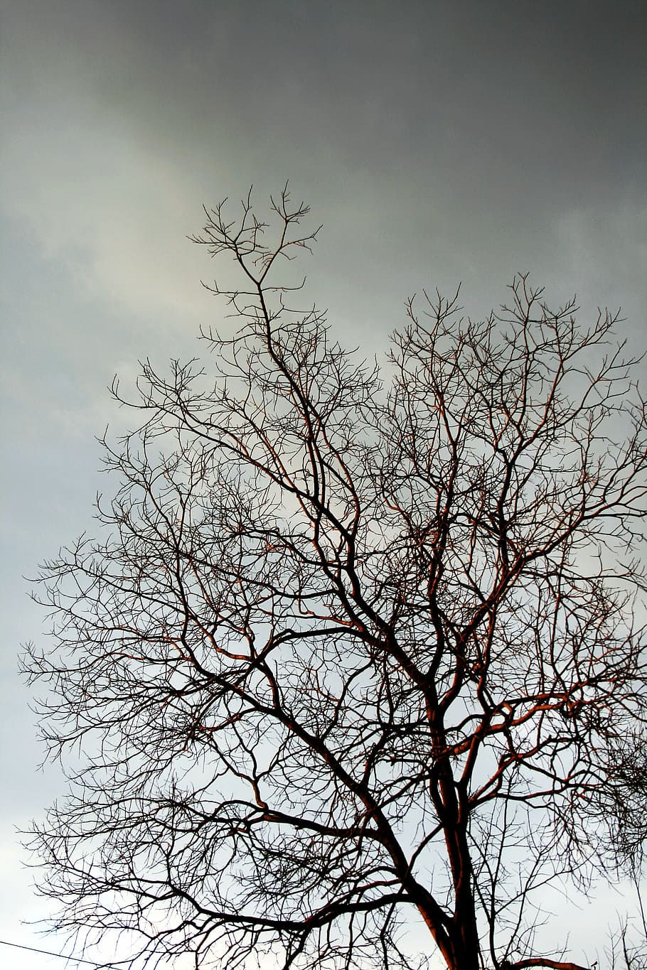 branques nues, arbre, branques, nua, gris, hivern, cel, desolador, ennuvolat, arbre nu, branca, vista d’angle baix, planta, cap gent, núvol - cel, naturalesa, bellesa a la natura, silueta, tranquil·litat, a l'aire lliure, creixement, escenics - natura, dia, escena tranquil·la, vespre, núvol, 4K