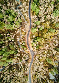 aerian, vedere, drum, copaci, lovitură, drum asfaltat, inconjurat, copac, uită în jos, viziune drone, vedere aeriene, natură, pădure, călătorie, călătorie rutieră, model, abstract, pnw, Nord vestul Pacificului, la nord, Washington, șosea curbură, peisaj, fotografie de drone, plantă, zi, nici o persoana, frumusețe în natură, transport, curba, liniște, scenice - natura, scenă non-urbană, mediu inconjurator, vedere în unghi mare, creştere, o scenă liniștită, teren, în aer liber, drum serpuit, 4K, CC0, domeniu public, fără drepturi de autor