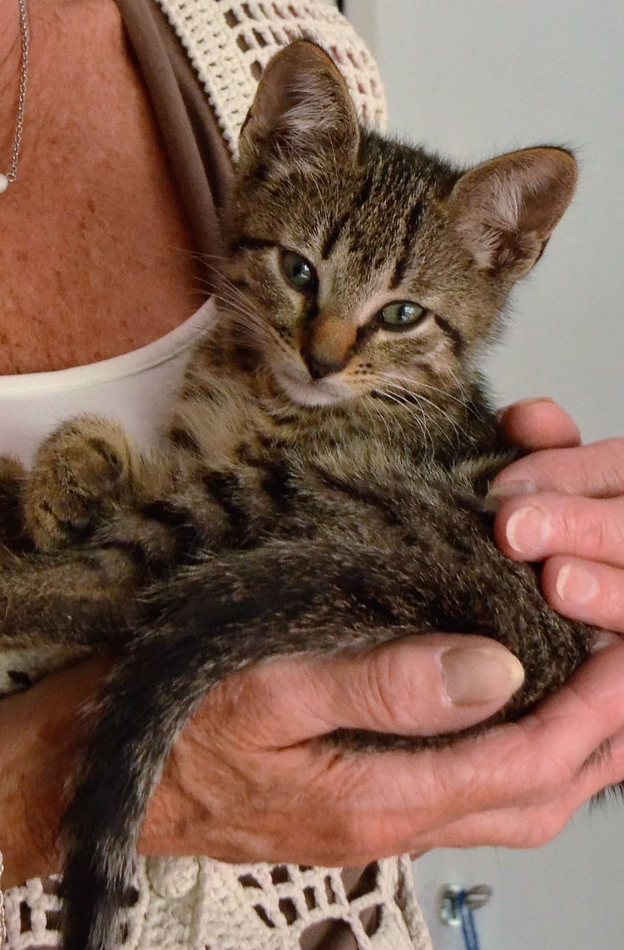 kat, killing, kæledyrs pleje, ung, kæledyr, omsorg, indenlandske kat, et dyr, husdyr, dyre temaer, menneskelig kropsdel, indenlandske, feline, pattedyr, menneskelig hånd, hvirveldyr, en person, hånd, rigtige mennesker, indendørs, tæt på, portræt, bakkenbart, kæledyr ejer, finger, tabby, 1080P