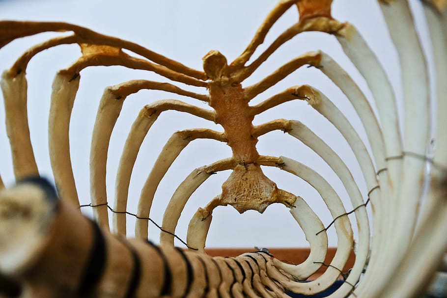 Ribcase-Ansicht, Nahansicht, Foto, Mensch, Skelett, Brustkorb, Knochen, Rippe, Rücken, Struktur, uralt, keine Leute, Muster, Kunst und Handwerk, selektiver Fokus, gestalten, Design, Kunst, Kreativität, Natur, Tag, gestreift, weiße Farbe, Kreis, Metall, Spiral-, drinnen, Himmel, Geometrische Figur, 4K