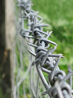 gard, sârmă, ghimpat, metal, protecţie, în aer liber, sârmă ghimpată, nici o persoana, a închide, zi, Securitate, Siguranță, să se concentreze asupra primelor elemente, selectiv, natură, barieră, plantă, limite, conexiune, ascuțit, copac, complexitate, încurcat, interconectate, 4K, CC0, domeniu public, fără drepturi de autor