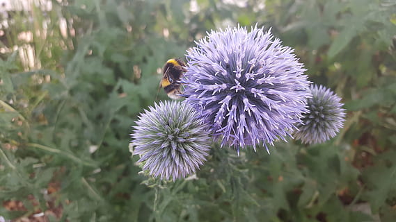 abella, flor, pol·linitzant, planta amb flors, planta, fragilitat, invertebrat, insecte, bellesa a la natura, animals a la natura, vulnerabilitat, pètal, cap de flor, creixement, frescor, fauna animal, temes d'animals, animal, primer pla, un animal, inflorescència, polinització, porpra, cap gent, Abellot, 5K, CC0, domini públic, lliure de regalies