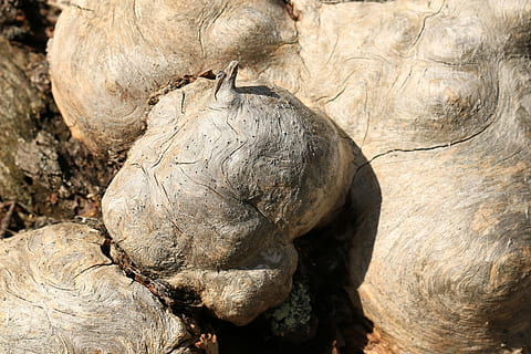 wortel, vlecht, graan, fabriek, natuur, morsch, oud, ontleed, hout, dier, detailopname, geen mensen, boom, dag, getextureerde, solide, buitenshuis, olifant, vertegenwoordiging, zoogdier, romp, dierenleven, ruw, beeldhouwwerk, kunst en ambacht, dieren in het wild, dierlijke thema's, focus op de voorgrond, 5K, CC0, publiek domein, royaltyvrij