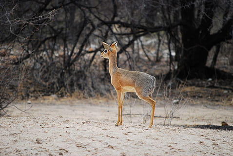 dikdik, Antilope, klein, winzig, Namibia, Afrika, zierlich, zärtlich, Tiere in freier Wildbahn, Tierthemen, Tier, Tierwelt, Säugetier, ein Tier, Land, Natur, Stehen, keine Leute, Baum, Wirbeltier, in voller Länge, Fokus auf den Vordergrund, Seitenansicht, Feld, Schönheit in der Natur, Tag, draußen, Szenen - Natur, pflanzenfressend, trockenes Klima, Klima, 4K, CC0, gemeinfrei, lizenzfrei