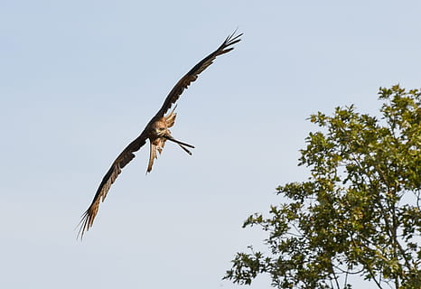 buzzard, raptorius, skrydis, dangus, paukštis, medis, skraidantis, gyvūnų temos, gyvūnams, gyvūnų gyvūnija, gyvūnas, stuburiniai, augalų, žemas kampo vaizdas, skleisti sparnus, vienas gyvūnas, švarus dangus, pobūdį, plėšrusis paukštis, nėra žmonių, gyvūnų kūno dalis, vidurio oro, dieną, lauke, gyvūnų sparnas, erelis, 4K, CC0, Viešasis domenas, nemokamai