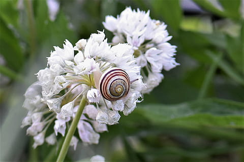 snegl, skal, blomstre, flor, natur, snegl shell, tæt, makro, boliger, prydløg, hvid, insekt, dyr, tæt på, sommer, bi, blomst, blomstrende plante, plante, skønhed i naturen, sårbarhed, skrøbelighed, hvirvelløse, hvid farve, friskhed, dyre temaer, kronblad, dyreliv, blomsterhoved, vækst, blomsterstand, mollusk, fokus på forgrunden, ingen mennesker, udendørs, 1080P, CC0, offentligt domæne, royaltyfrie