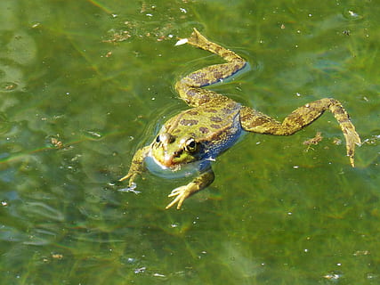 rana, zattera, acqua, galleggiante, batrachian, anfibio, rana verde, stagno, temi animali, animali allo stato selvatico, un animale, animale, vertebrato, fauna selvatica, lago, rettile, nuoto, vista dall'alto, natura, nessuno, lungomare, giorno, riflessione, coccodrillo, all'aperto, marino, 2K, CC0, dominio pubblico, privo di copyright
