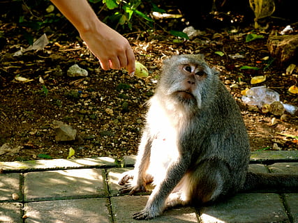 animal, mico, mirant, plàtan, mà, alimentació, bonic, bali, vida salvatge, primat, animals a la natura, vertebrats, fauna animal, un animal, gent, mamífer, dia, naturalesa, assegut, mà humana, menjar, part del cos humà, llum solar, animal jove, a l'aire lliure, cura, 4K, CC0, domini públic, lliure de regalies