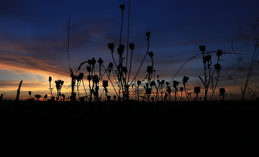 Polen, Wolken, Sonnenuntergang, Himmel, Landschaft, Herbst, Abend, polen dorf, Wanderpfade, Natur, der Nationalpark, Wiese, Feld, Tourismus, Dorf, Silhouette, Schönheit in der Natur, wolke - himmel, Ruhe, ruhige Szene, Szenen - Natur, keine Leute, Pflanze, Wachstum, Land, orange Farbe, idyllisch, Nicht-städtische Szene, Dämmerung, draußen, Umgebung, 4K, CC0, gemeinfrei, lizenzfrei